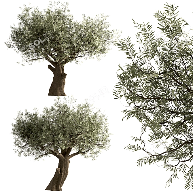 Mediterranean Olive Tree Trio 3D model image 2