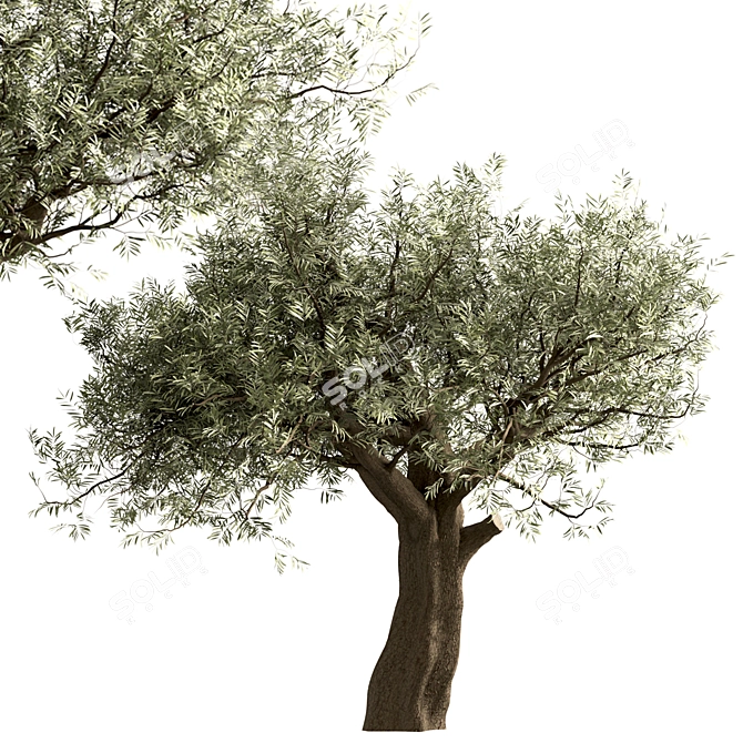 Mediterranean Olive Tree Trio 3D model image 3