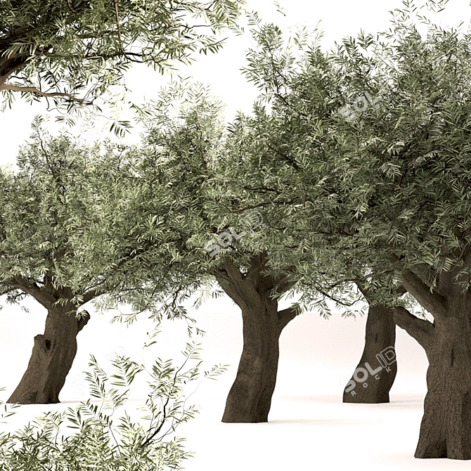 Mediterranean Olive Tree Trio 3D model image 4