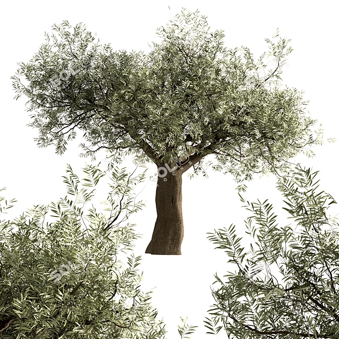 Mediterranean Olive Tree Trio 3D model image 5