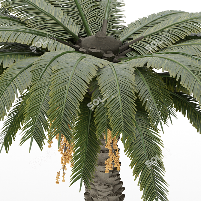 Sculpted Date Palm Tree 3D model image 3