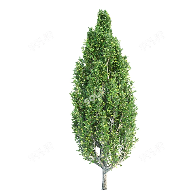 Growth Collection: Cypress Oak, Pine1, Pine2 3D model image 2