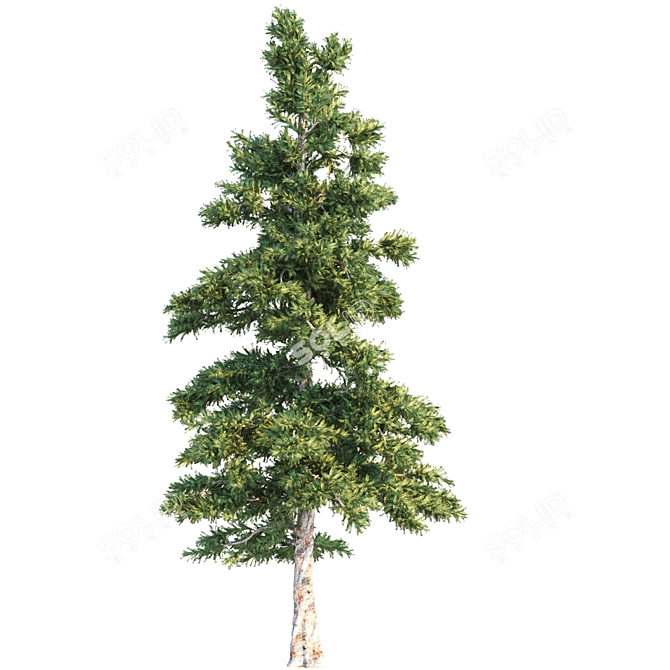 Growth Collection: Cypress Oak, Pine1, Pine2 3D model image 3