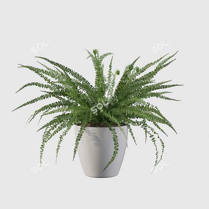 Elegant Fern Indoor Plant 3D model image 3