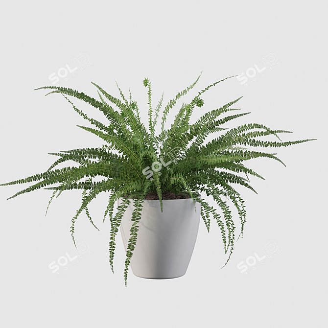 Elegant Fern Indoor Plant 3D model image 4