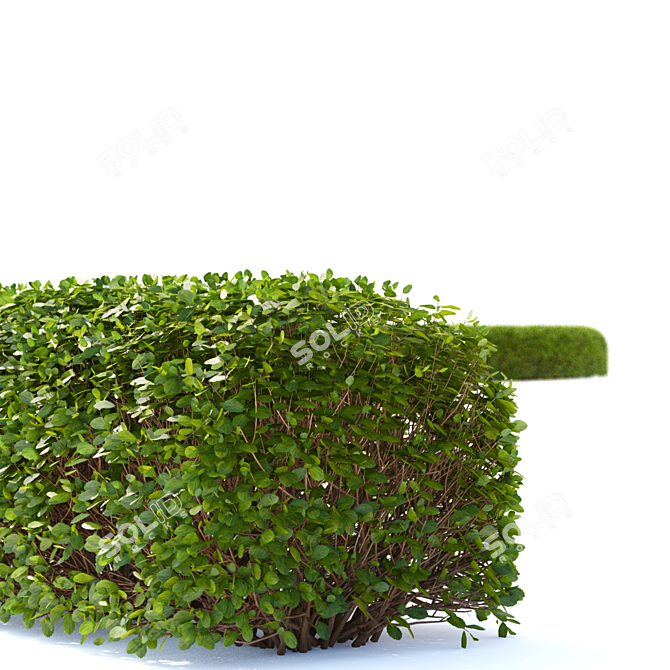 Birch-leaved Hedge Spirea Kit 3D model image 3