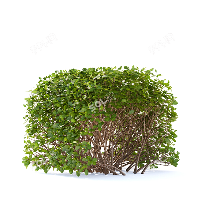Birch-leaved Hedge Spirea Kit 3D model image 4