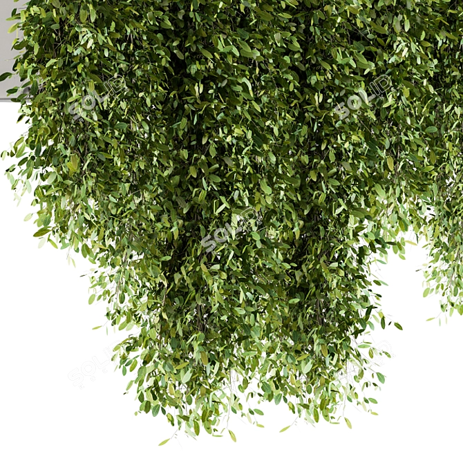 Lush Greens Set - Hanging Plants 3D model image 3