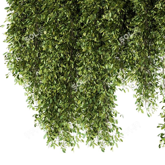 Lush Greens Set - Hanging Plants 3D model image 4