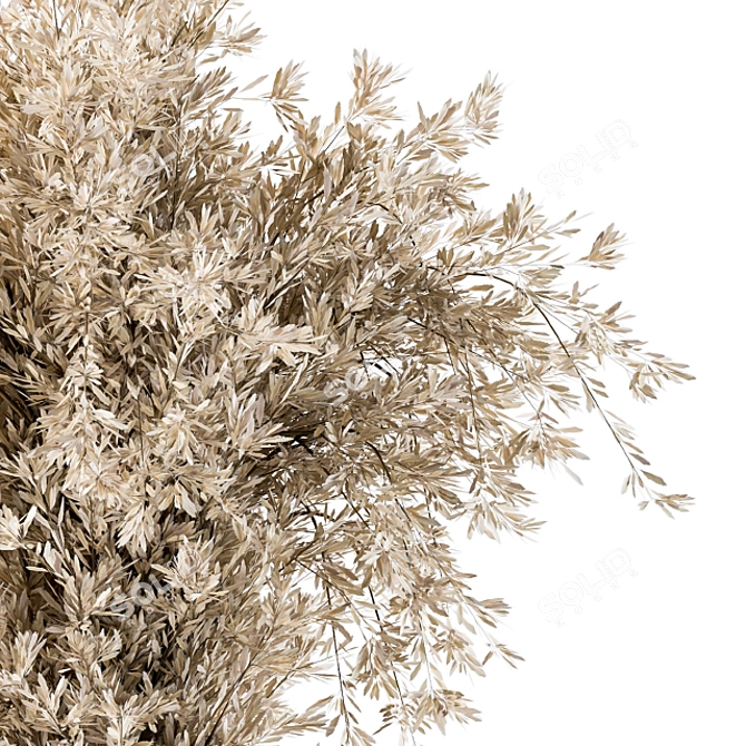 Pampas Dry Plants: Rustic Charm 3D model image 3