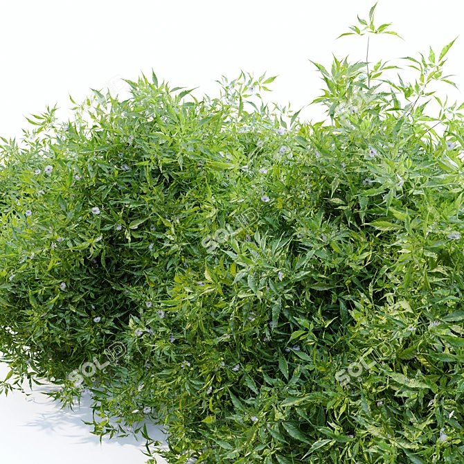 Flourishing Bush - 1.2m Height 3D model image 3