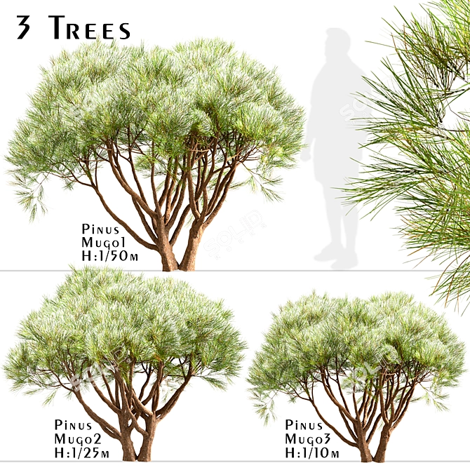 Scenic Set of Pinus Mugo Trees 3D model image 2