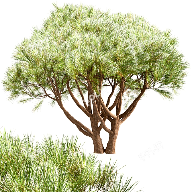 Scenic Set of Pinus Mugo Trees 3D model image 4