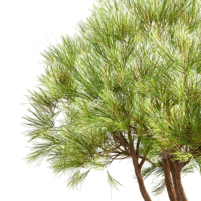 Scenic Set of Pinus Mugo Trees 3D model image 5