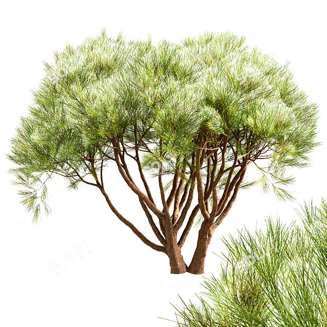 Scenic Set of Pinus Mugo Trees 3D model image 6
