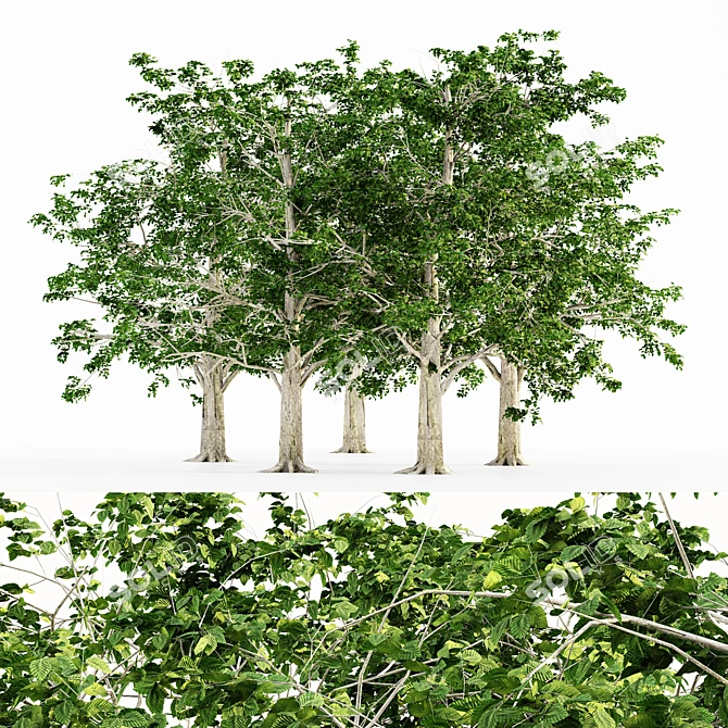 European Beech Tree Collection 3D model image 1