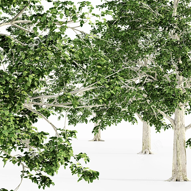 European Beech Tree Collection 3D model image 2
