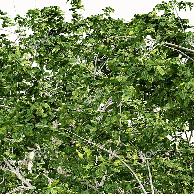 European Beech Tree Collection 3D model image 3