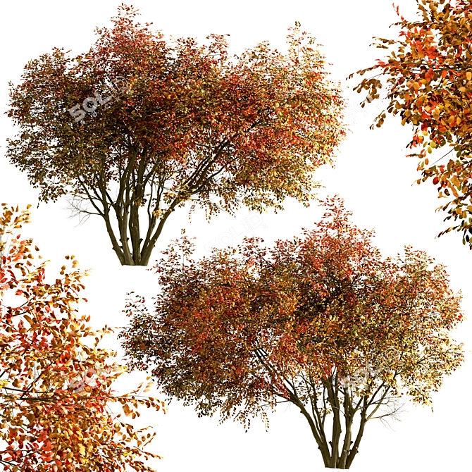 Amelanchier Tree Set: Shadbush & Serviceberry (2 Trees) 3D model image 2