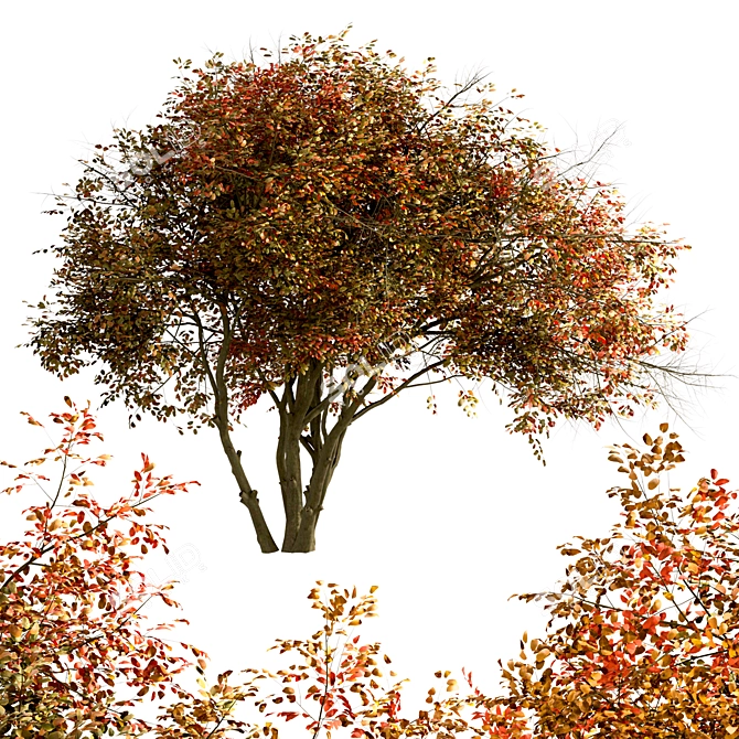 Amelanchier Tree Set: Shadbush & Serviceberry (2 Trees) 3D model image 5