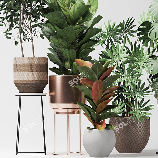 Five Plant Collection: Outdoor and Indoor Ornamental Plants 3D model image 2