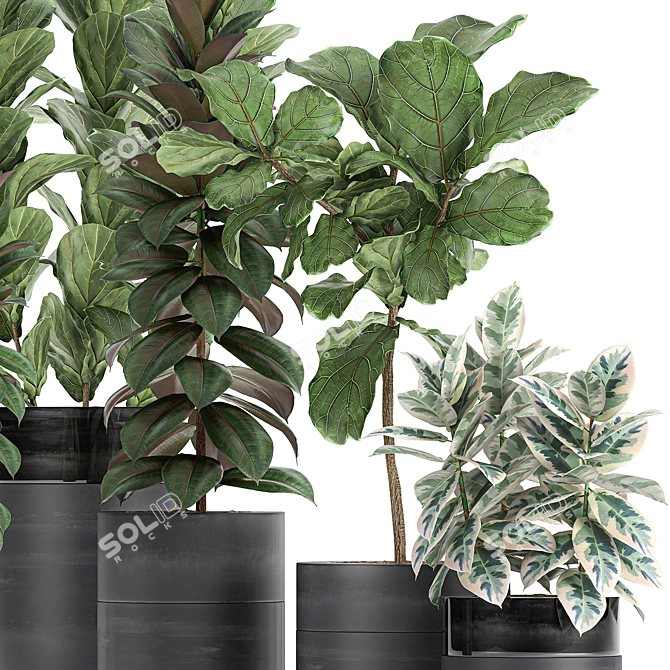 Exotic Ficus Plant Collection in Black Pots 3D model image 3