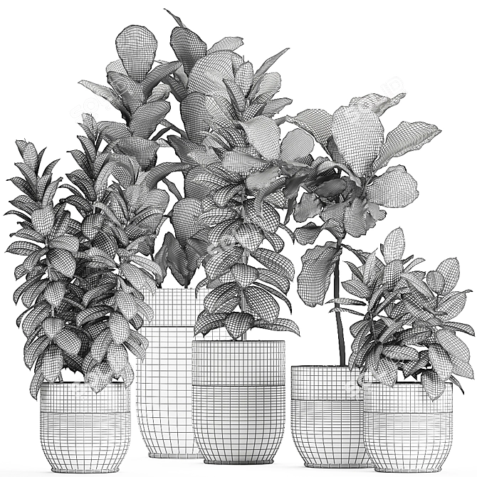 Exotic Ficus Plant Collection in Black Pots 3D model image 5