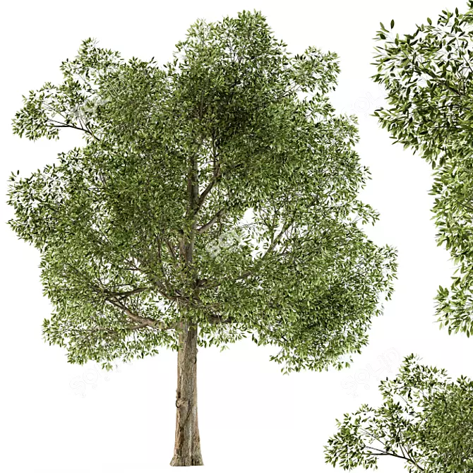 Diverse Foliage Set: Tree Broadleaf 3D model image 1