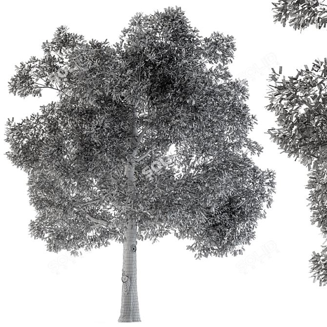 Diverse Foliage Set: Tree Broadleaf 3D model image 3