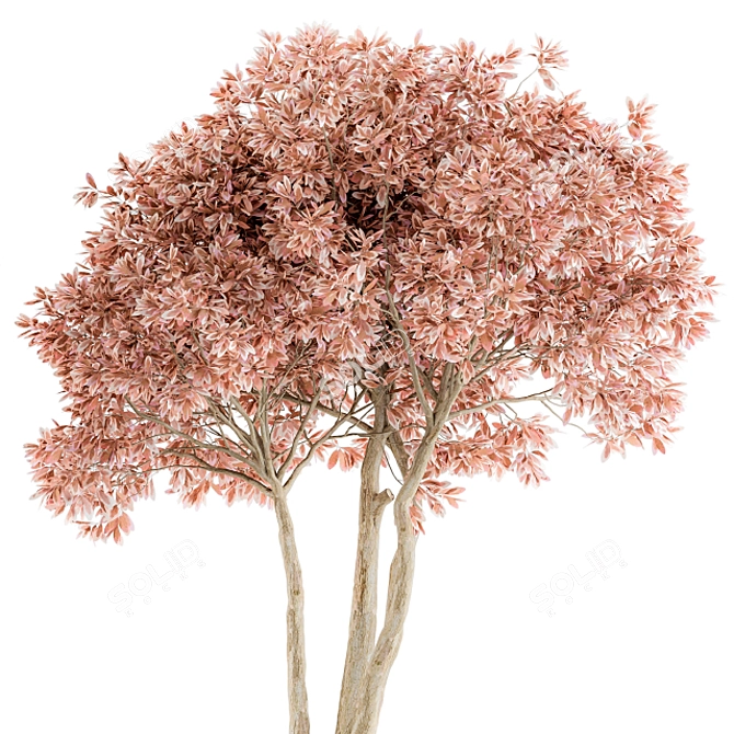 Pretty Pink Ficus Tree - Set 23
(Russian translation: Красивое розовое дерево Ф 3D model image 3