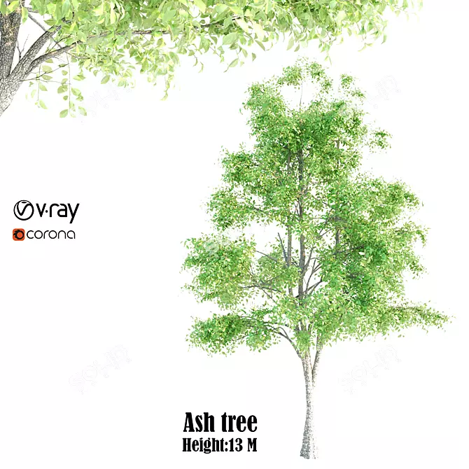 249,595 Polygons: Ash Tree 3D model image 1