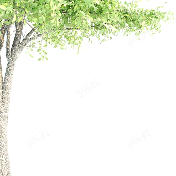 249,595 Polygons: Ash Tree 3D model image 2