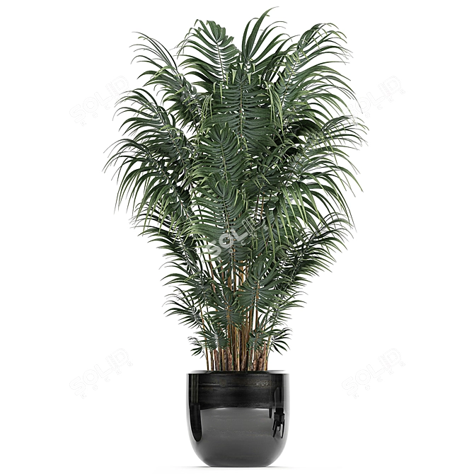 Exotic Plant Collection: Rhapis, Banana Palm, Ravenala, Strelitzia 3D model image 3