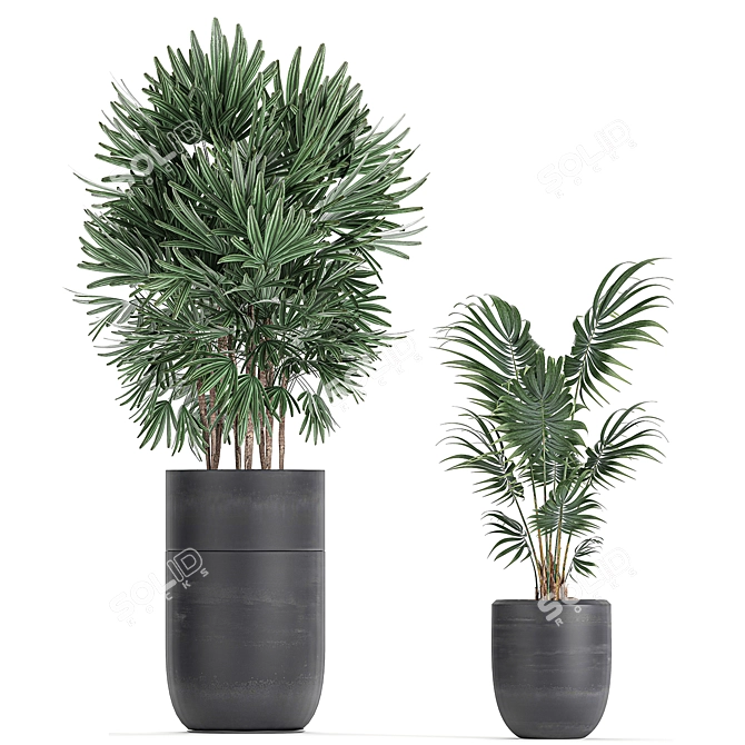 Exotic Plant Collection: Rhapis, Banana Palm, Ravenala, Strelitzia 3D model image 4