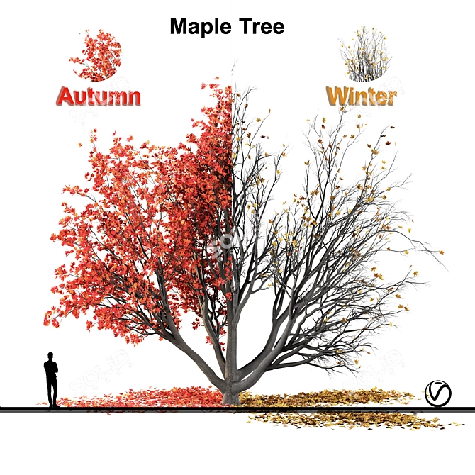 Autumn Winter Maple Tree 3D model image 1