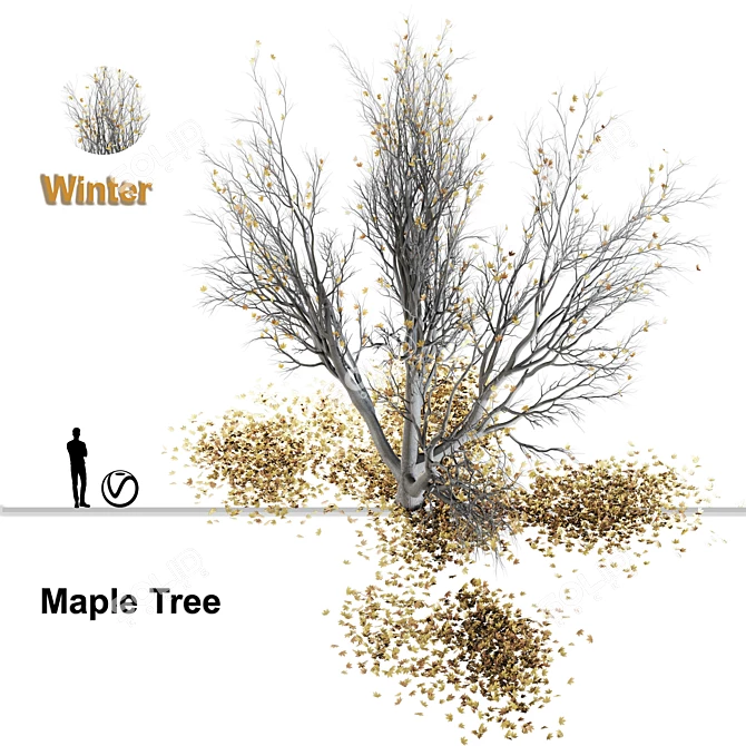 Autumn Winter Maple Tree 3D model image 3