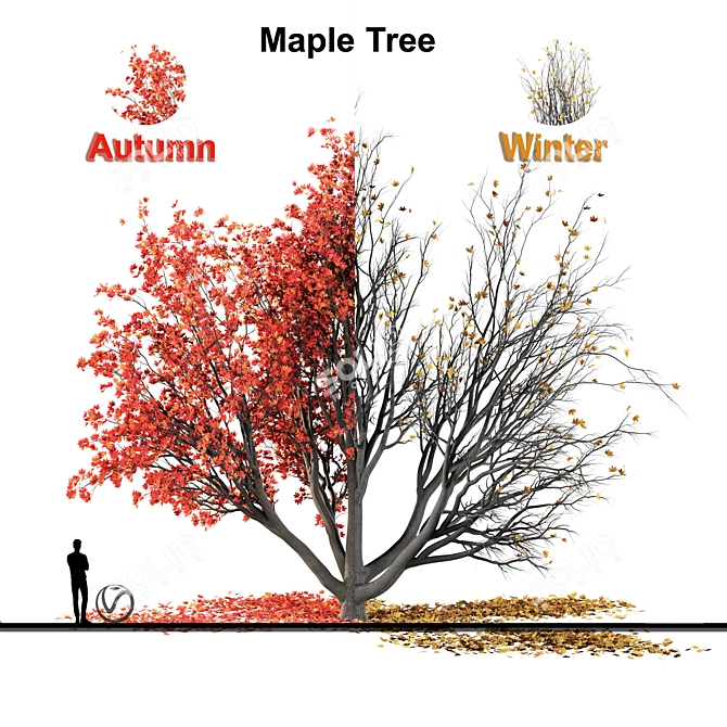 Autumn Winter Maple Tree 3D model image 6