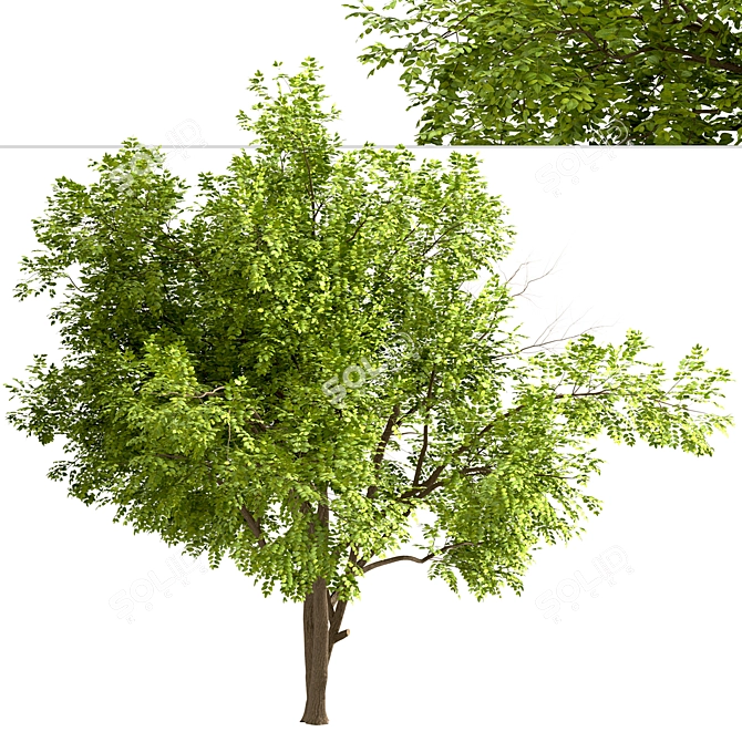 Robinia Pseudoacacia Trees: Elegant and Versatile (2-Pack) 3D model image 4