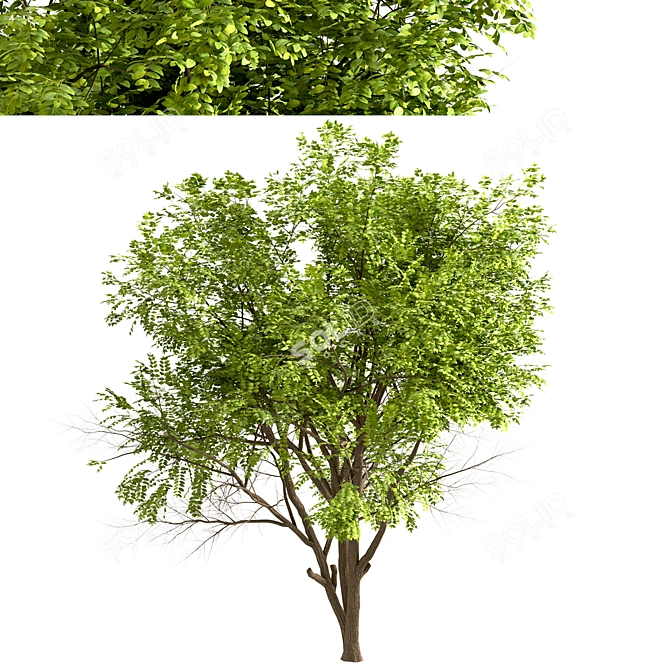 Robinia Pseudoacacia Trees: Elegant and Versatile (2-Pack) 3D model image 5