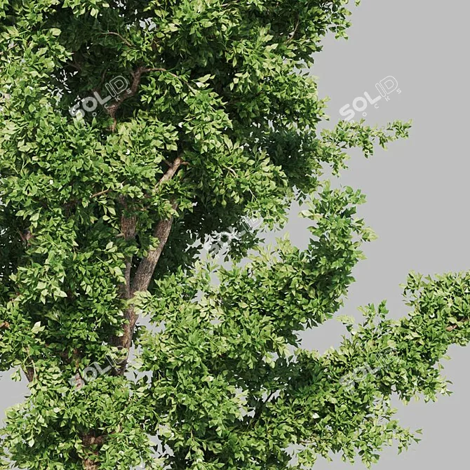 Versatile Dual-Season Tree 3D model image 2