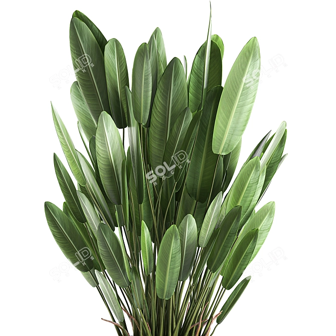 Tropical Plant Collection: Banana Palm, Ravenala & Strelitzia 3D model image 2