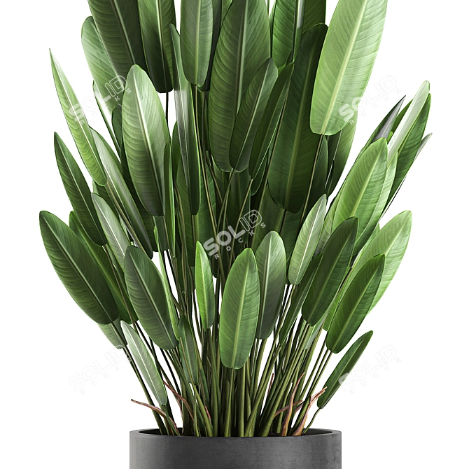 Tropical Plant Collection: Banana Palm, Ravenala & Strelitzia 3D model image 3