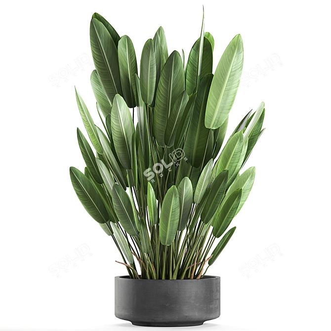 Tropical Plant Collection: Banana Palm, Ravenala & Strelitzia 3D model image 4