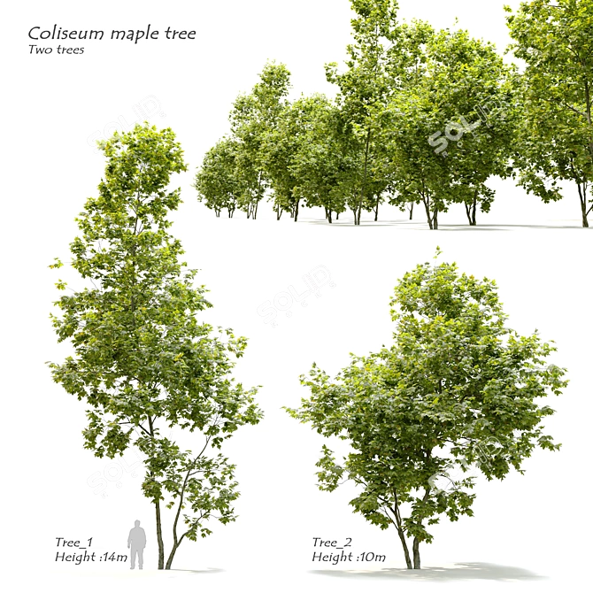 Coliseum Maple Duo: Stunning Acer Cappadocicum 3D model image 1