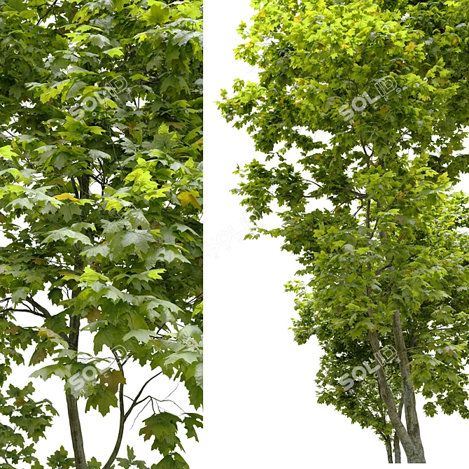 Coliseum Maple Duo: Stunning Acer Cappadocicum 3D model image 4