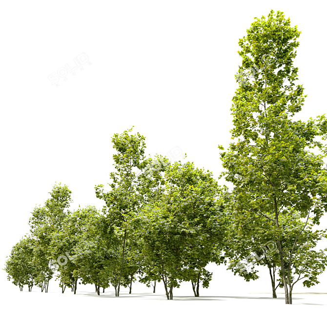 Coliseum Maple Duo: Stunning Acer Cappadocicum 3D model image 5