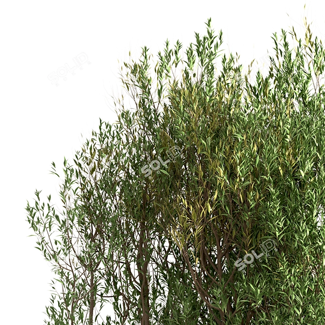 White Willow Tree Set (2 Trees) 3D model image 3