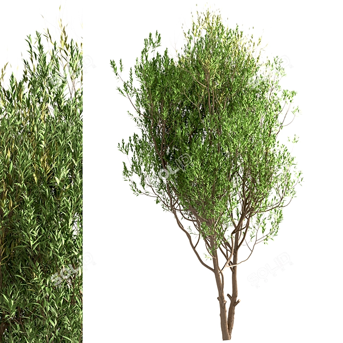 White Willow Tree Set (2 Trees) 3D model image 4