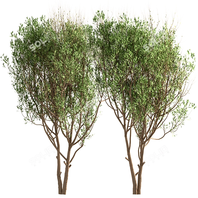 White Willow Tree Set (2 Trees) 3D model image 6