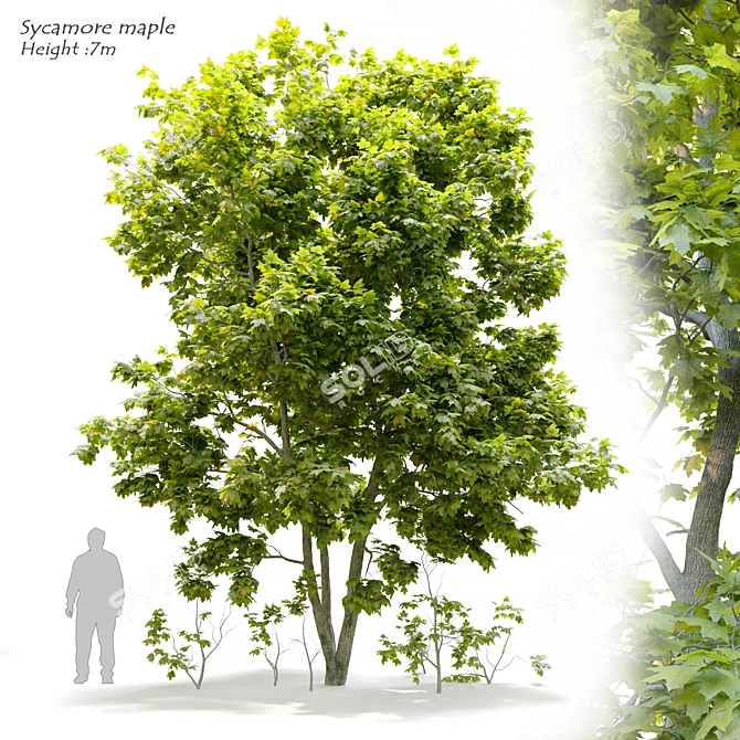 Sycamore Maple Tree 3D Model 3D model image 1